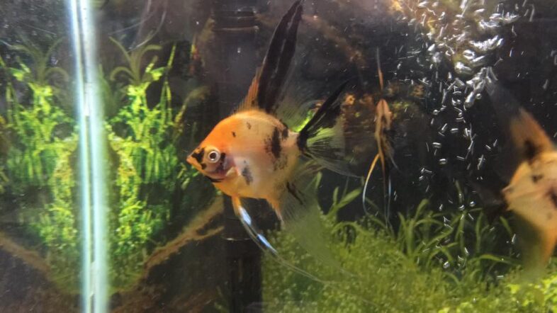 Orange Koi Angelfish Feb 25, 2017